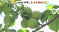 梅の収穫始まる 県内有数の産地・島田 “小ぶり”も引き合い強い