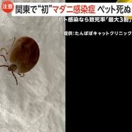 「ヒトの致死率最大3割」感染した猫を治療した獣医師が死亡…ペットに迫る人獣共通マダニ感染症「SFTS」の危機！夏本番前活発化に注意