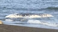 大磯港近くでクジラの死骸見つかる…体長約7メートルで砂浜付近まで流れ着く　神奈川・大磯町