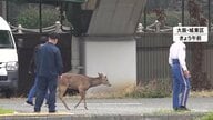 奈良公園のシカが大阪府警に“出頭”か　捕獲も視野　奈良県「奈良公園を出たら天然記念物ではなく野生動物」