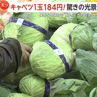 「高騰で苦肉の策」中国産キャベツが1玉“184円”と国産の半値…業務用や加工用だった“輸入キャベツ”が救世主に　輸入量は前年比で19倍以上に急増