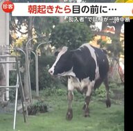 「一瞬夢かと」朝起きたら庭に“牛”が…近隣の牧場から侵入か？運転免許センターに“ニホンカモシカ”乱入で試験一時中断も　群馬・福島