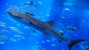 ジンベイザメの目は“大量の歯”に覆われていると判明…一体どういうこと?研究チームに聞いた