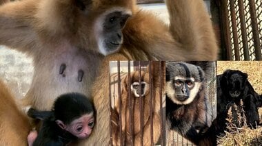 単独飼育していた「シロテテナガザル」謎の出産!? 父親候補は4頭…飼育環境から浮かぶ“可能性”