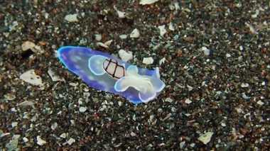 美しいのには意味がある? 海の生き物「コンシボリ」の姿が神々しい