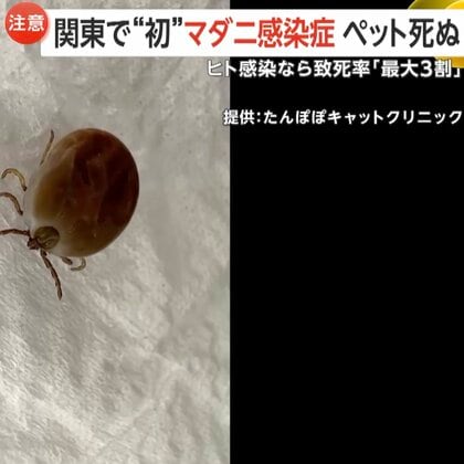 「ヒトの致死率最大3割」感染した猫を治療した獣医師が死亡…ペットに迫る人獣共通マダニ感染症「SFTS」の危機！夏本番前活発化に注意
