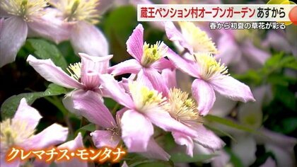 蔵王で初夏までの草花が楽しめるオープンガーデン始まる　クレマチス・モンタナなどが園内を彩る【山形発】