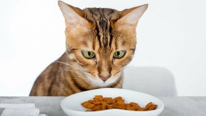 猫がごはんに飽きる理由は？飽きたごはんVSまずいごはんならどっちがマシ？ごはん係が知っておきたい猫のこだわり
