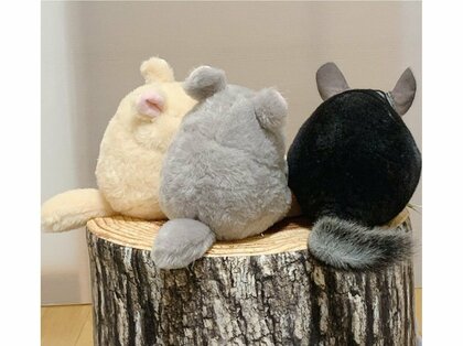 本物はどれ？ぬいぐるみと並ぶチンチラの“後ろ姿”がソックリすぎる…何をしていたのか飼い主に聞いた