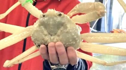“見たことない”『大型の白ズワイガニ』水揚げされる「40年以上カニを売っているが見たことない」直売店の店長も驚き