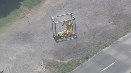 壮観！「空を飛ぶ」金のシャチホコ…“お役目”終えて名古屋城の天守に帰還