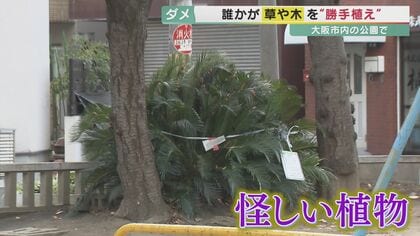 誰が植えたか「勝手植え」大阪の公園に管理外の植物　なかには子供に危険な植物も　税金で撤去1年間に98件