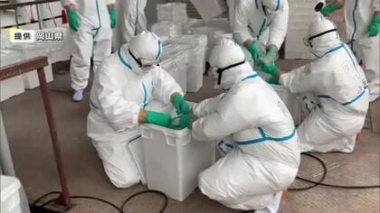 津山市の養鶏場で鳥インフルエンザ確認　県内では３年ぶり　約４３万羽の殺処分始まる【岡山】