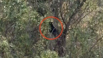 上市町で初のクマ「緊急銃猟」発令 「バックストップが確保できず」発砲はなし