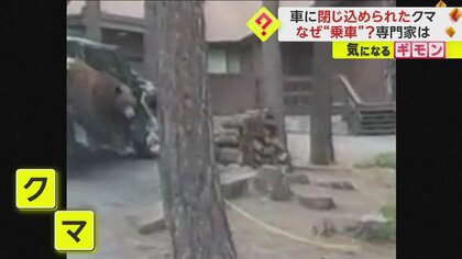 【車に食べ物を残さないでください】クマが匂いに誘われ閉じ込められる　無事救助も中の天井はボロボロに　米・ネバダ