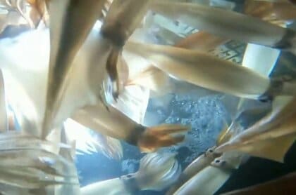 「漁師が日本から消滅する！」スルメイカ“獲れすぎ”で休漁に漁師が困惑…水産庁が漁獲可能量を増やす方向で議論