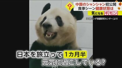 【返還後初公開】シャンシャン“お食事動画”　「バリバリ」ひたすら竹を食べる　「色つや良く健康」食欲旺盛な姿に専門家も絶賛