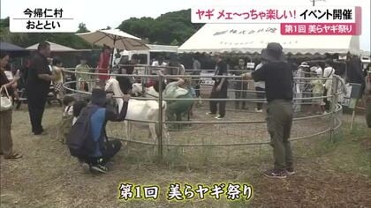 ヤギ　メェ～っちゃ楽しい！今帰仁村で美らヤギ祭り