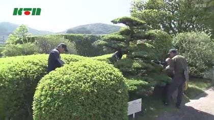 被爆樹木パトロール　原爆資料館の樹木を調査　