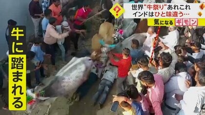 インドで“牛に踏まれる祭り”開催　無抵抗のまま踏まれて大喜びのワケは？