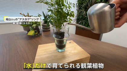 “土いらず”で手軽に「生命力感じて」　水だけで育てる観葉植物で“心に潤い”を【アスヨク！】