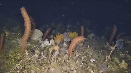 【初撮影】南極の海中は“色鮮やかな”世界だった…まるでエイリアン？カメラが捉えた貴重な生物も　