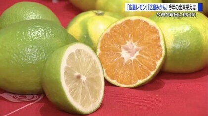 「口の中がジュース！」 例年より糖度高めの“広島みかん”　ブランド化に成功した広島レモンと共に10月4日初出荷