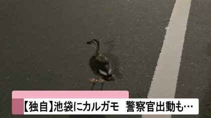 【独自】大都会・池袋にカルガモ出現！警察官が出動も･･･