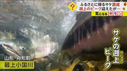 異変】「話にならない」ふるさとに帰るサケが“激減” ピーク迎えるも