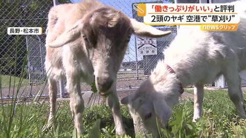 「働きっぷりがいい」ヤギ2頭が空港の“緑地管理”に大抜擢　朝から夕方までムシャムシャ食べて草刈り業務　長野・松本市