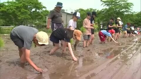 食料不安続く西アフリカ・マリ共和国への支援米　津山市の小学生１４２人が田植え【岡山】