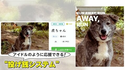 保護犬をアイドルの“推し活”として支援できるサイト「しっぽの輪」を開発！「推しの仔」と金額を選び“投げ銭”感覚で保護犬を支援。“投げ銭”されたお金は保護施設の運営資金や保護犬のエサ代に。
