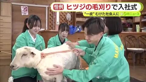 “一皮”むけた社会人に！ヒツジの毛刈りで入社式