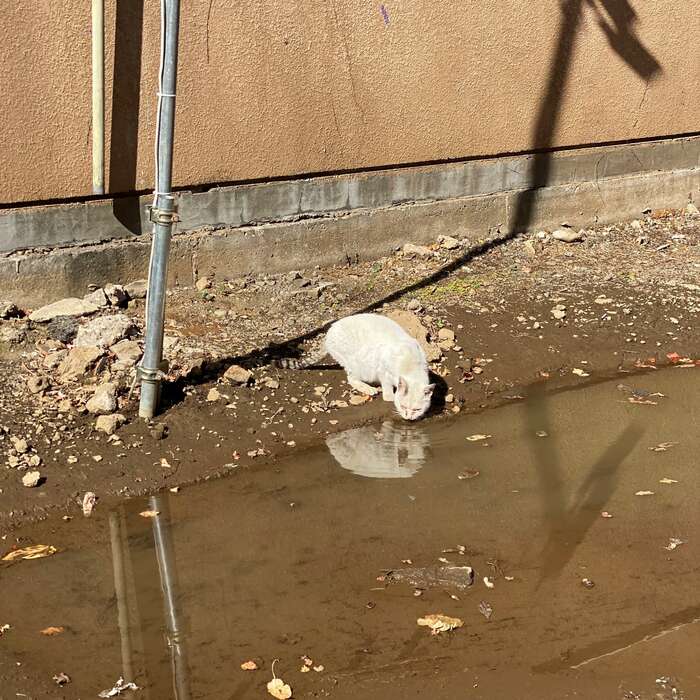 なぜかお皿に入れた水を飲んでくれない。泥水なんか飲まないでおくれ…。(『歌舞伎町の野良猫「たにゃ」と僕』より)