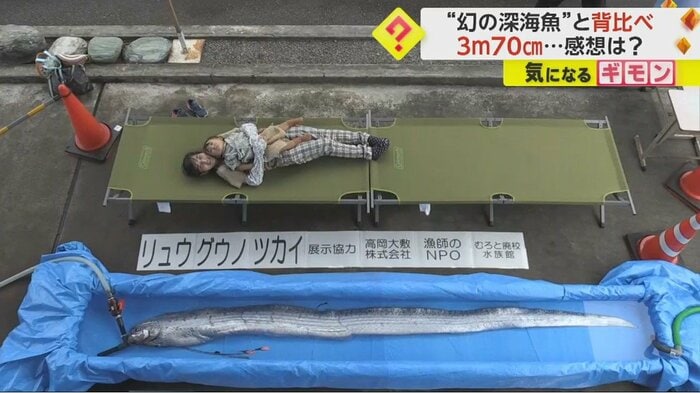 “幻の深海魚”リュウグウノツカイ