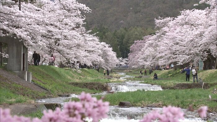 猪苗代町・観音寺川の桜並木(2025年4月25日撮影)