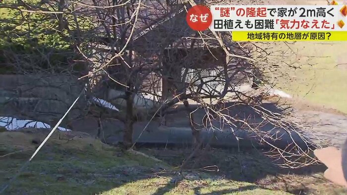 自宅が2mほど高く上がり、前に植えていた柿の木は地面ごと低くなっていた
