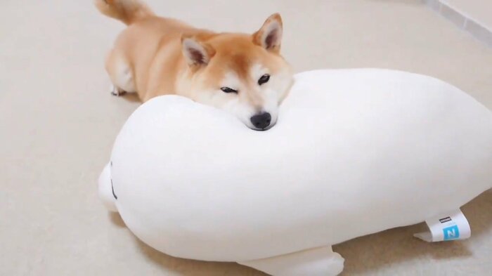 幸せそうな表情の「チャーミー」ちゃん