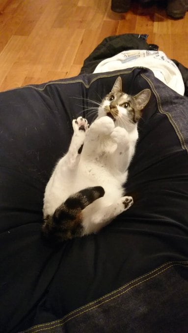 家族以外には警戒心が強いという福之助ちゃん