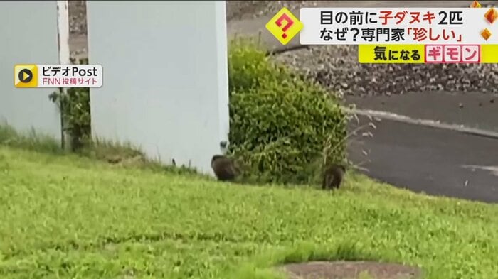 植木の前で左右に分かれる子ダヌキ