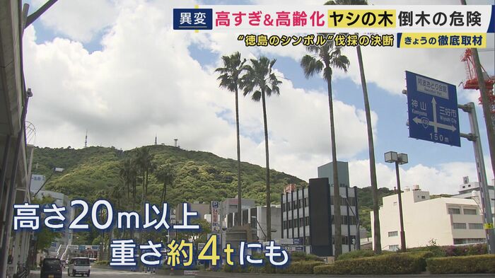 阿波おどり会館の前のヤシの伐採決定
