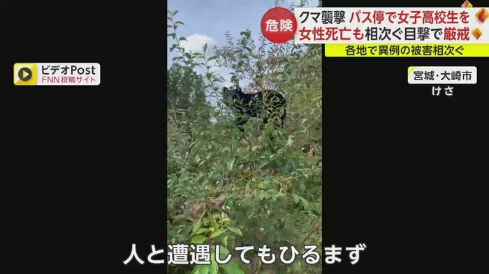 人の気配にもひるまず何かを食べているクマ(宮城・大崎市 10月19日)