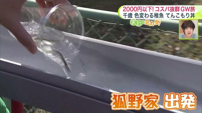 『狐野家』の稚魚たちが千歳川へ向かって出発！