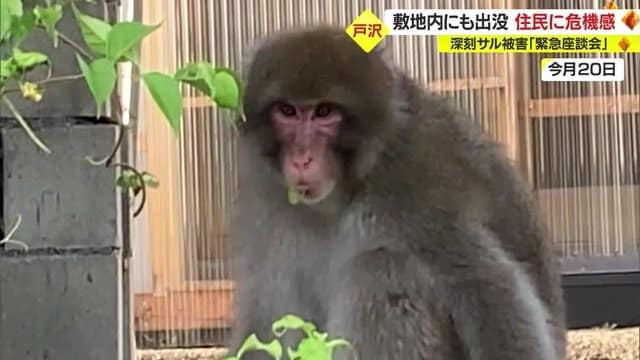 まるで挑発するかのように…住民の目の前でブドウを食い荒らす