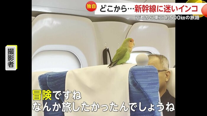 大冒険をしたインコ(映像提供:アスガールさん)