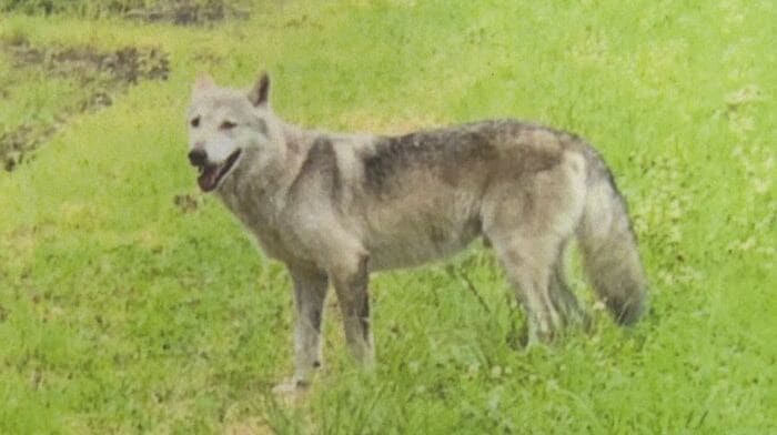 町が大型犬の写真を掲示して注意呼びかけ