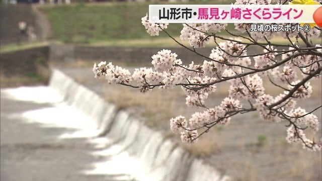 馬見ヶ崎川とサクラ