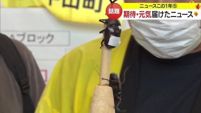 カブトムシ同士の勝負