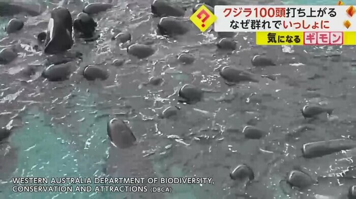 固まって泳ぐクジラたち