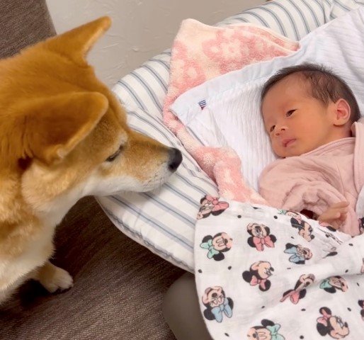 まーちゃんのそばから離れないむぎちゃん(提供:柴犬 むぎさん)